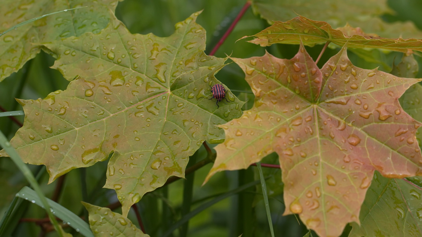 Image of Acer platanoides specimen.
