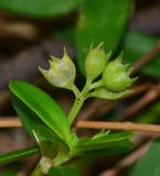 Hedyotis pterita. Соплодие с созревающими плодами. Таиланд, о-в Пхукет, курорт Ката, полоса зелёных насаждений вдоль пляжа. 10.01.2017.