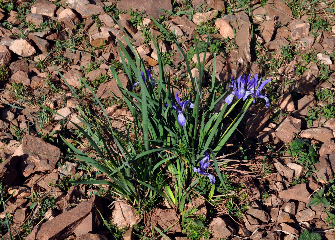 Image of Iris lactea specimen.