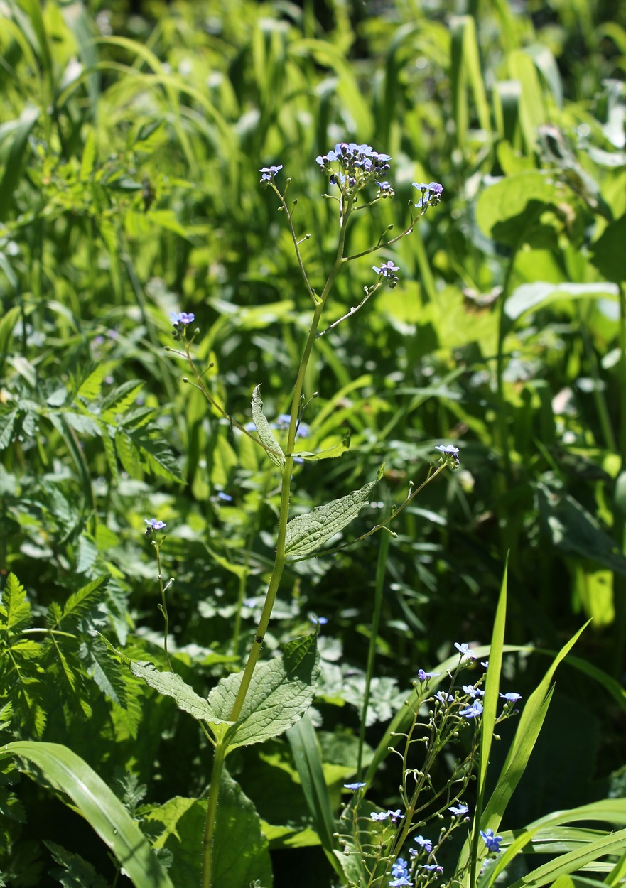 Image of Brunnera macrophylla specimen.