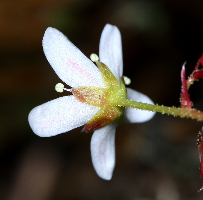 Изображение особи Saxifraga ascoldica.