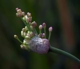 genus Allium