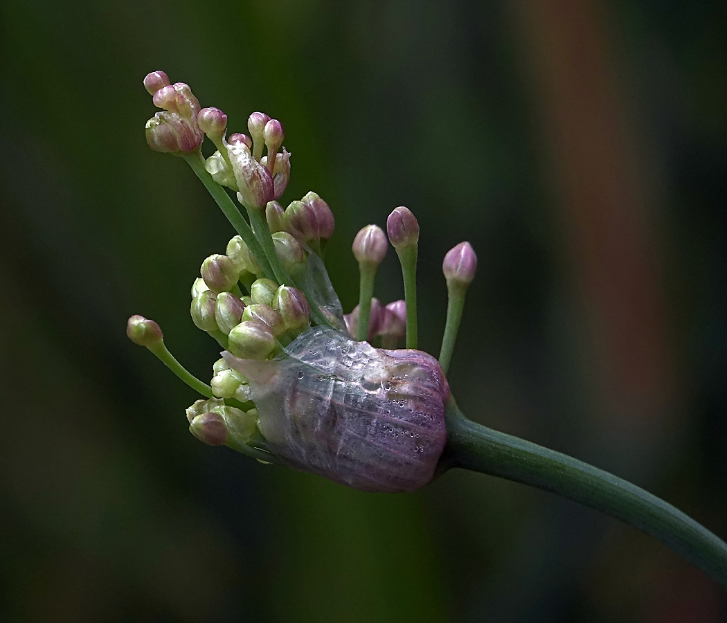 Image of genus Allium specimen.