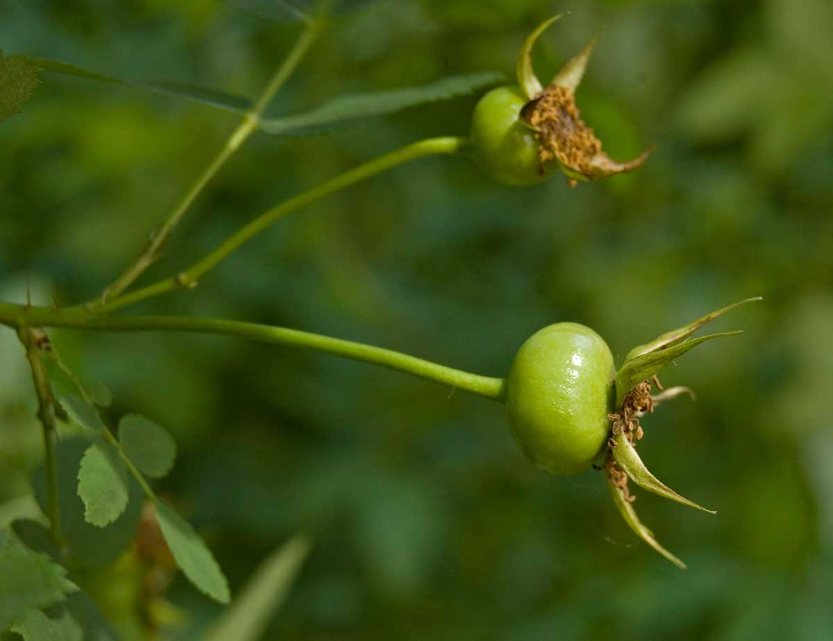 Image of Rosa spinosissima specimen.