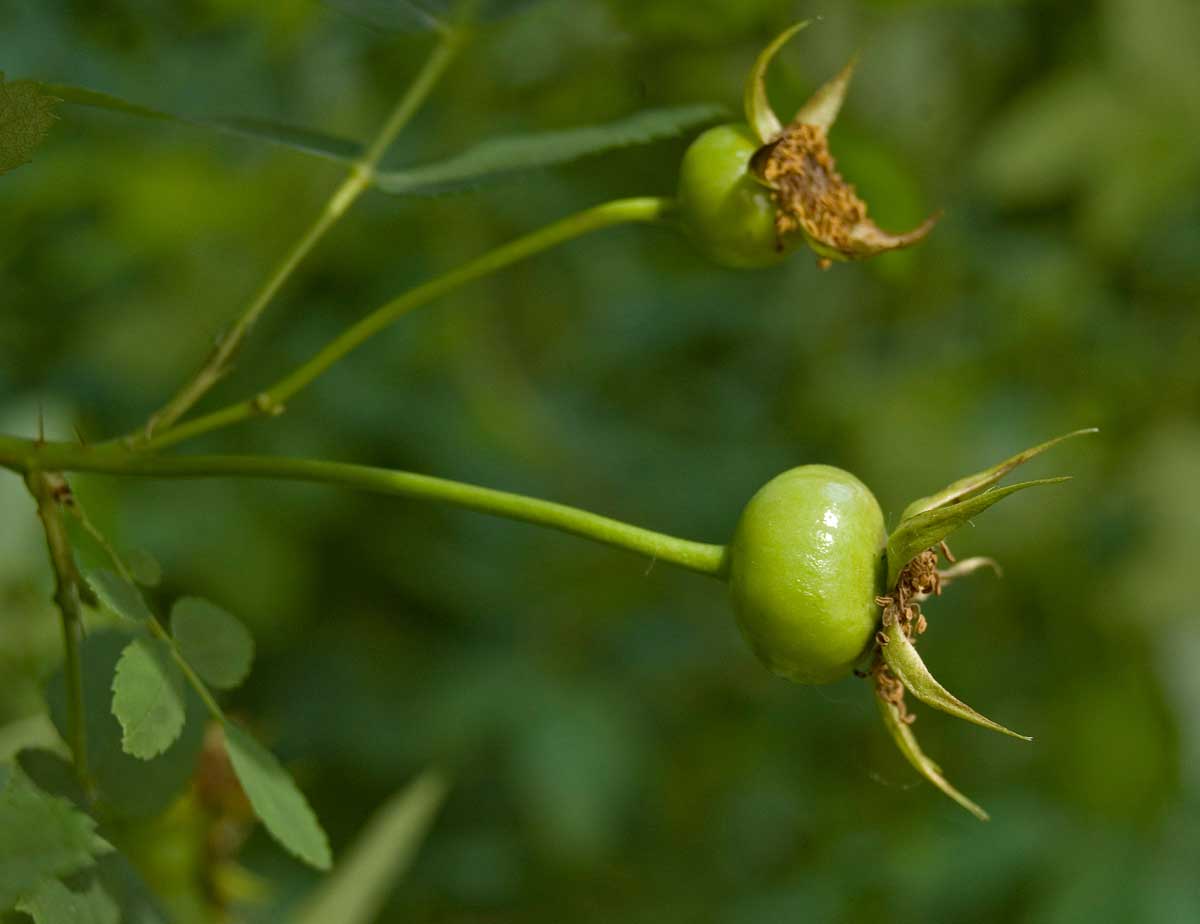 Изображение особи Rosa spinosissima.