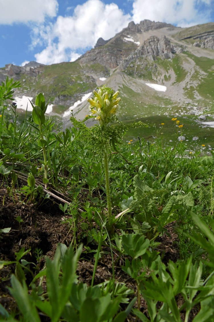 Изображение особи Pedicularis condensata.