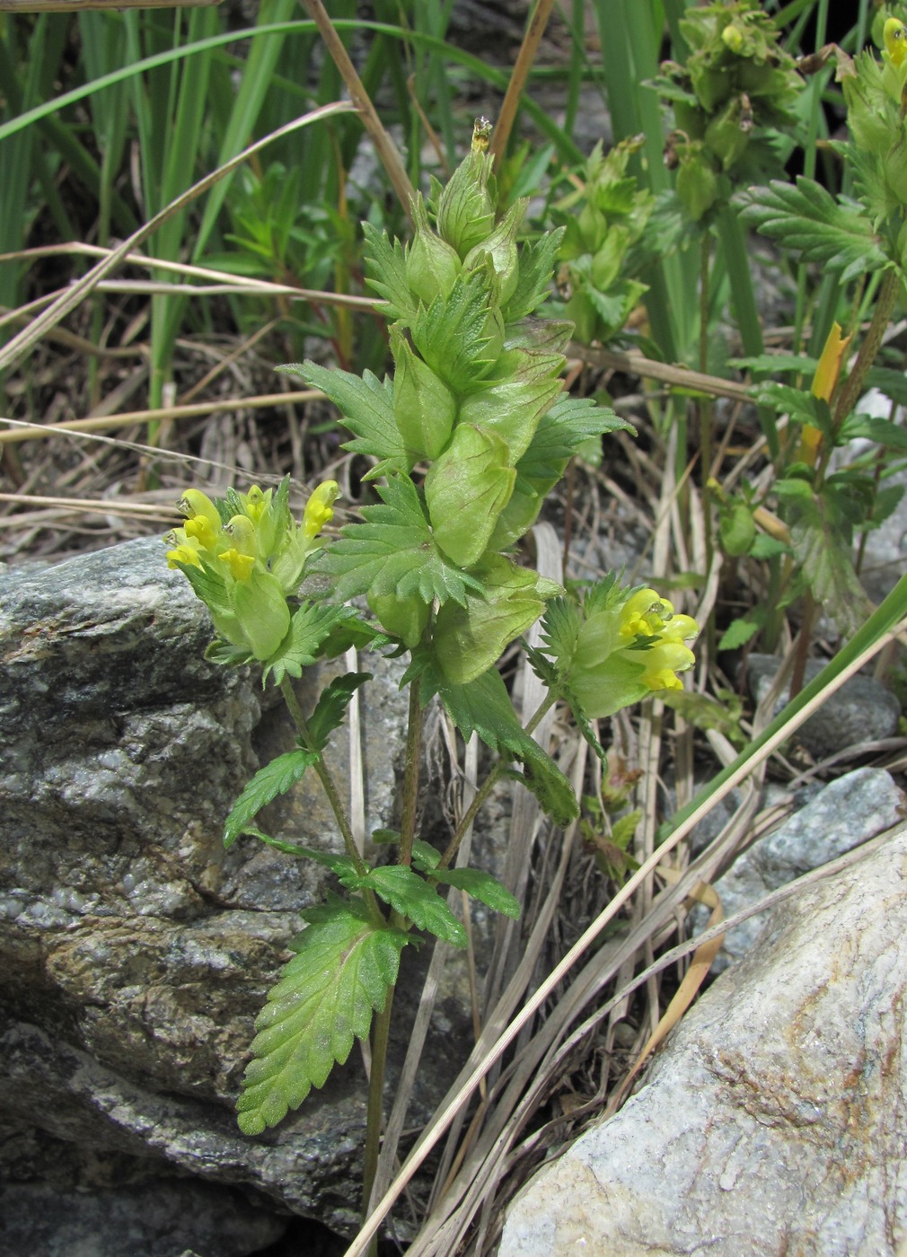 Изображение особи Rhinanthus aestivalis.