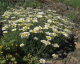 Anthemis sterilis. Цветущее растение. Крым, окр. Судака, долина р. Ворон, гора Плакья, каменистая осыпь, образованная обломками конгломератов, на участке выхода грунтовых вод. 18 мая 2017 г.