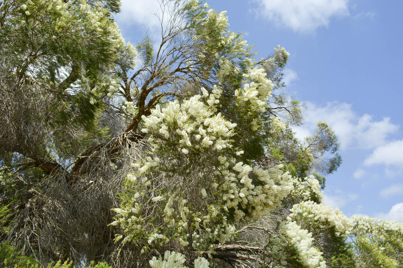 Изображение особи Melaleuca halmaturorum.