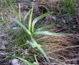 Ranunculus illyricus