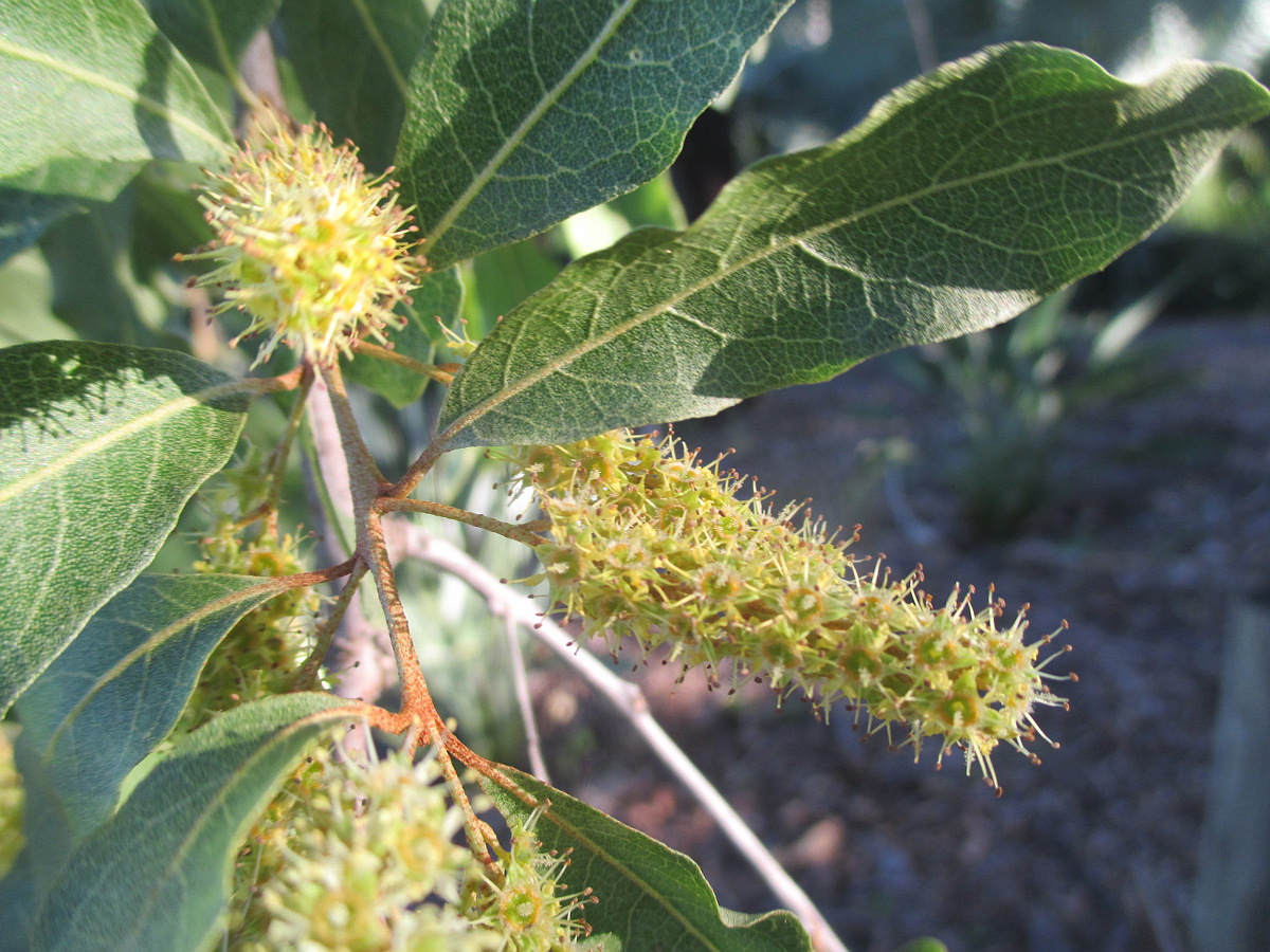 Image of Combretum imberbe specimen.