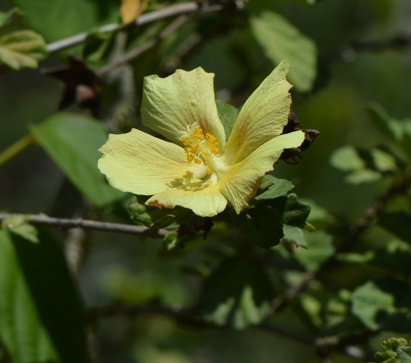 Image of Pavonia praemorsa specimen.