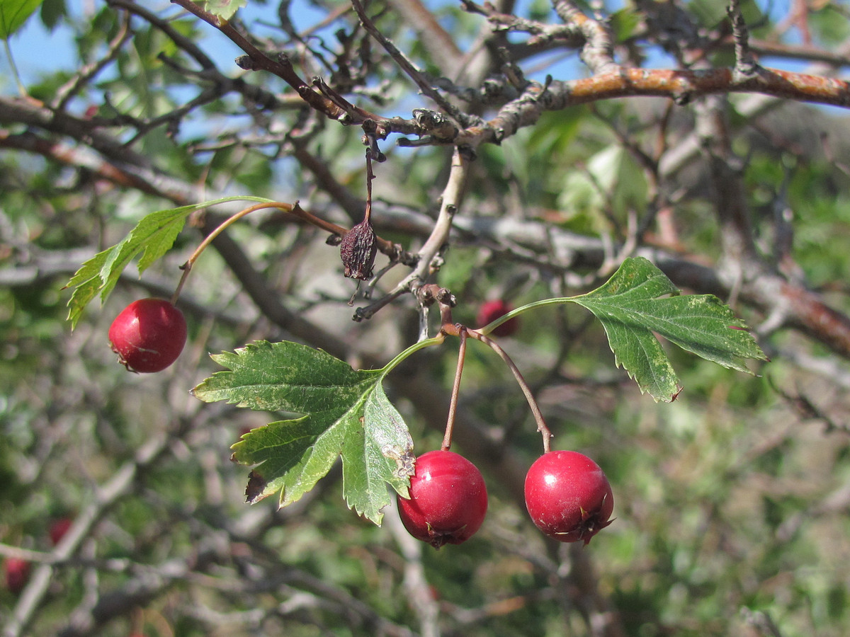 Изображение особи Crataegus pseudoheterophylla.