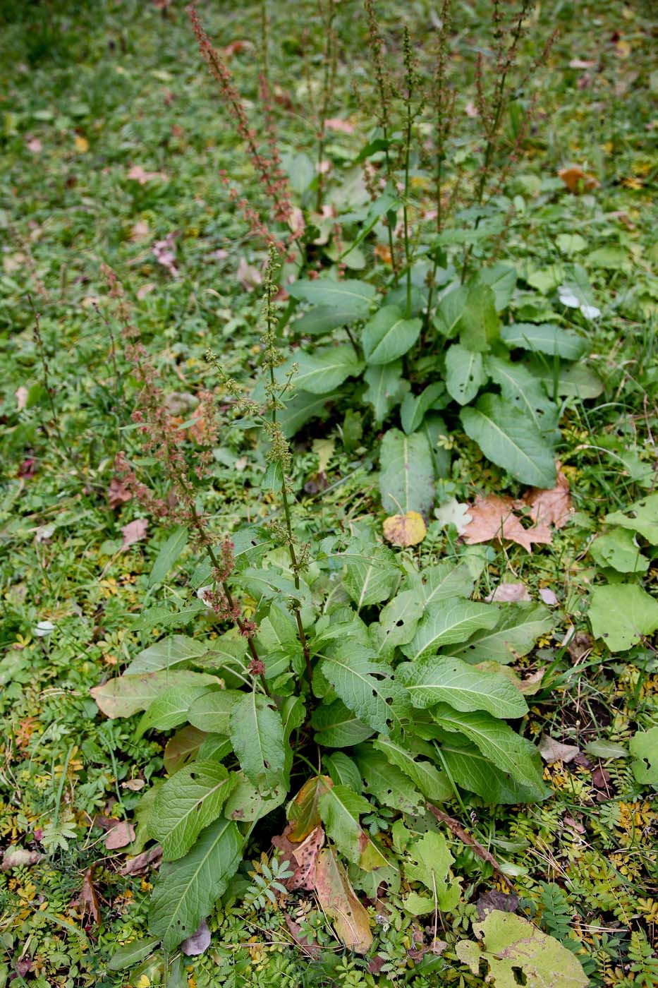 Image of Rumex sylvestris specimen.