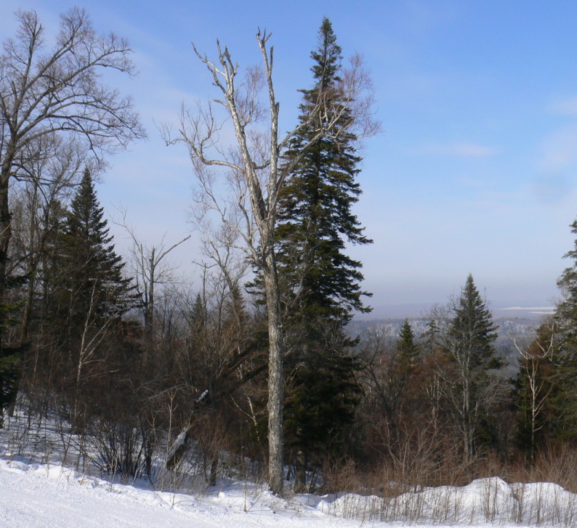 Image of Betula costata specimen.