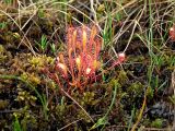 Drosera anglica. Плодоносящее растение. Магаданская обл., Ольский р-н, окр. оз. Глухое, осоково-сфагновое болото. 01.08.2017.