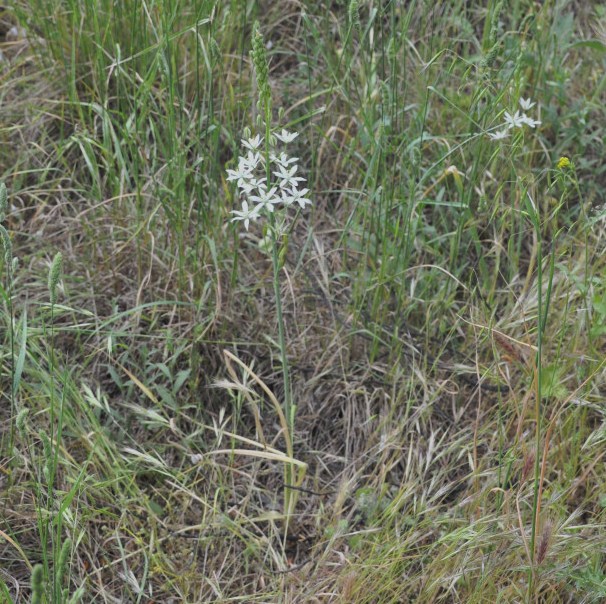 Image of Ornithogalum narbonense specimen.