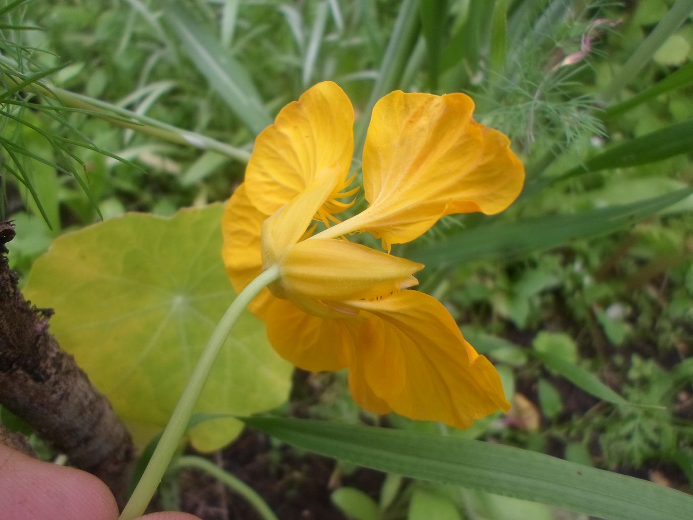 Image of Tropaeolum majus specimen.