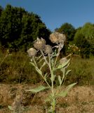 Centaurea abnormis