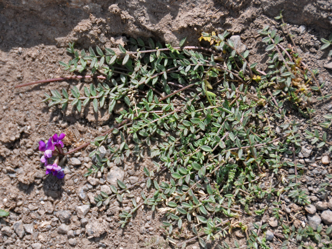 Image of Oxytropis lapponica specimen.