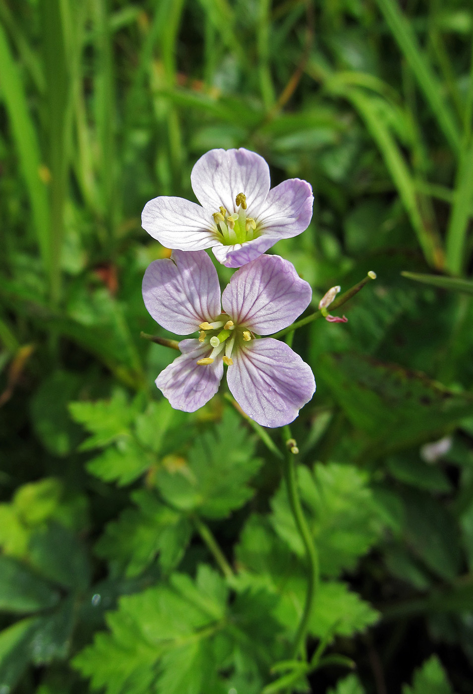 Изображение особи Cardamine nymanii.