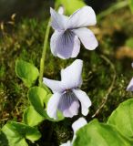 Viola palustris