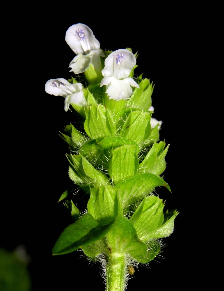 Image of Prunella vulgaris specimen.