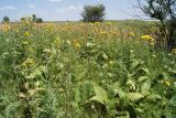 Inula helenium