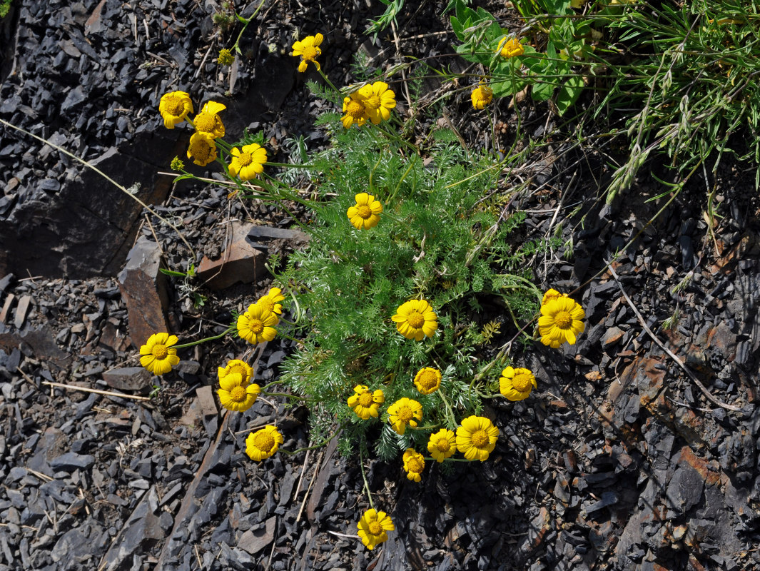 Изображение особи Anthemis sosnovskyana.