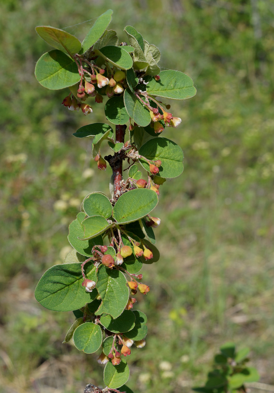 Image of Cotoneaster melanocarpus specimen.