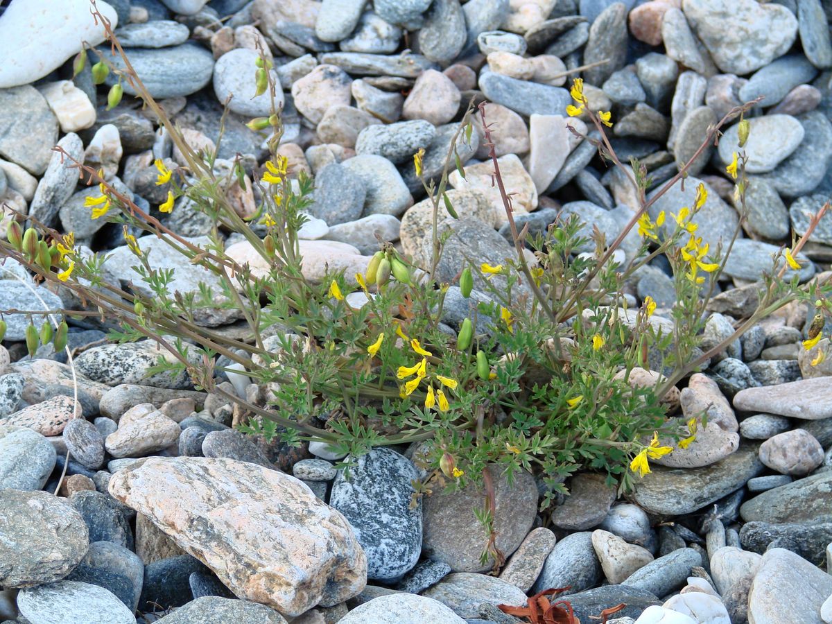 Image of Corydalis impatiens specimen.