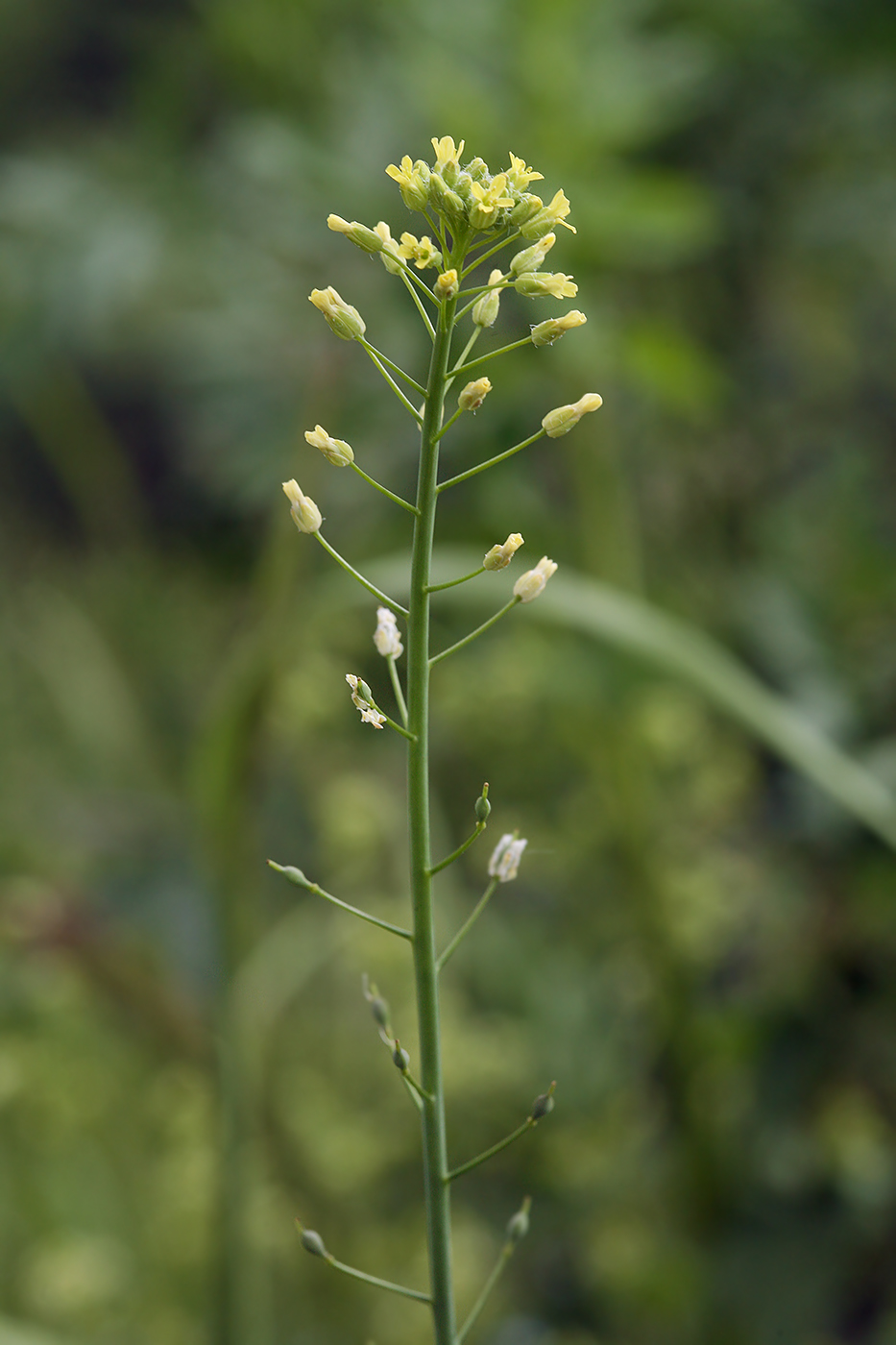 Image of Camelina microcarpa specimen.