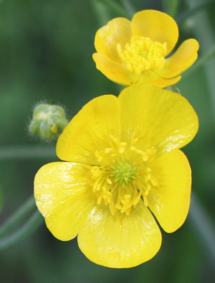 Изображение особи Ranunculus constantinopolitanus.