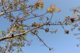 Acrocarpus fraxinifolius. Ветвь цветущего дерева. Израиль, г. Кирьят-Оно, сквер. 04.03.2018.