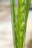 Hordeum spontaneum