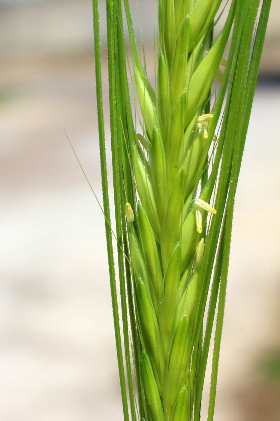 Изображение особи Hordeum spontaneum.