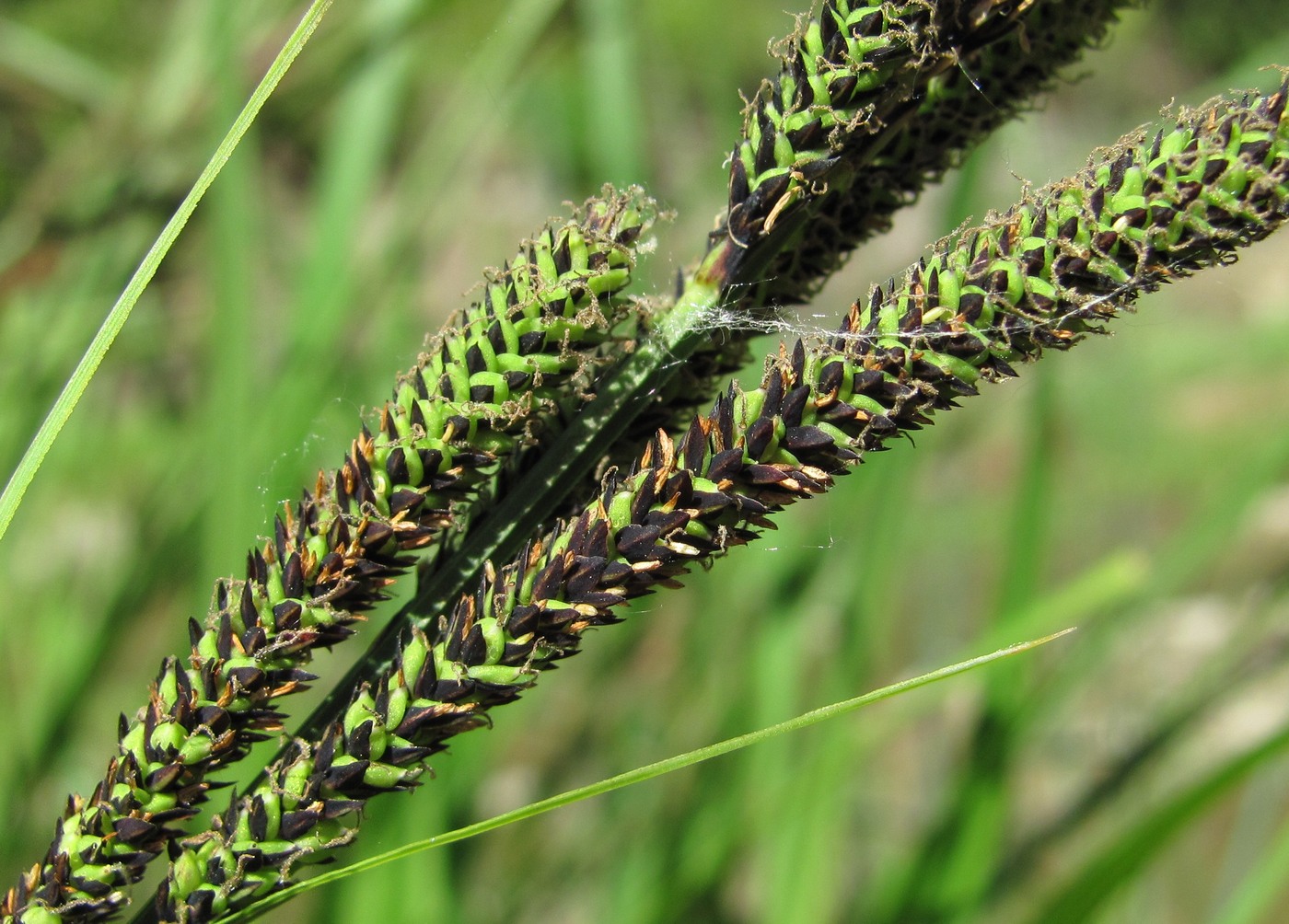 Изображение особи Carex buekii.