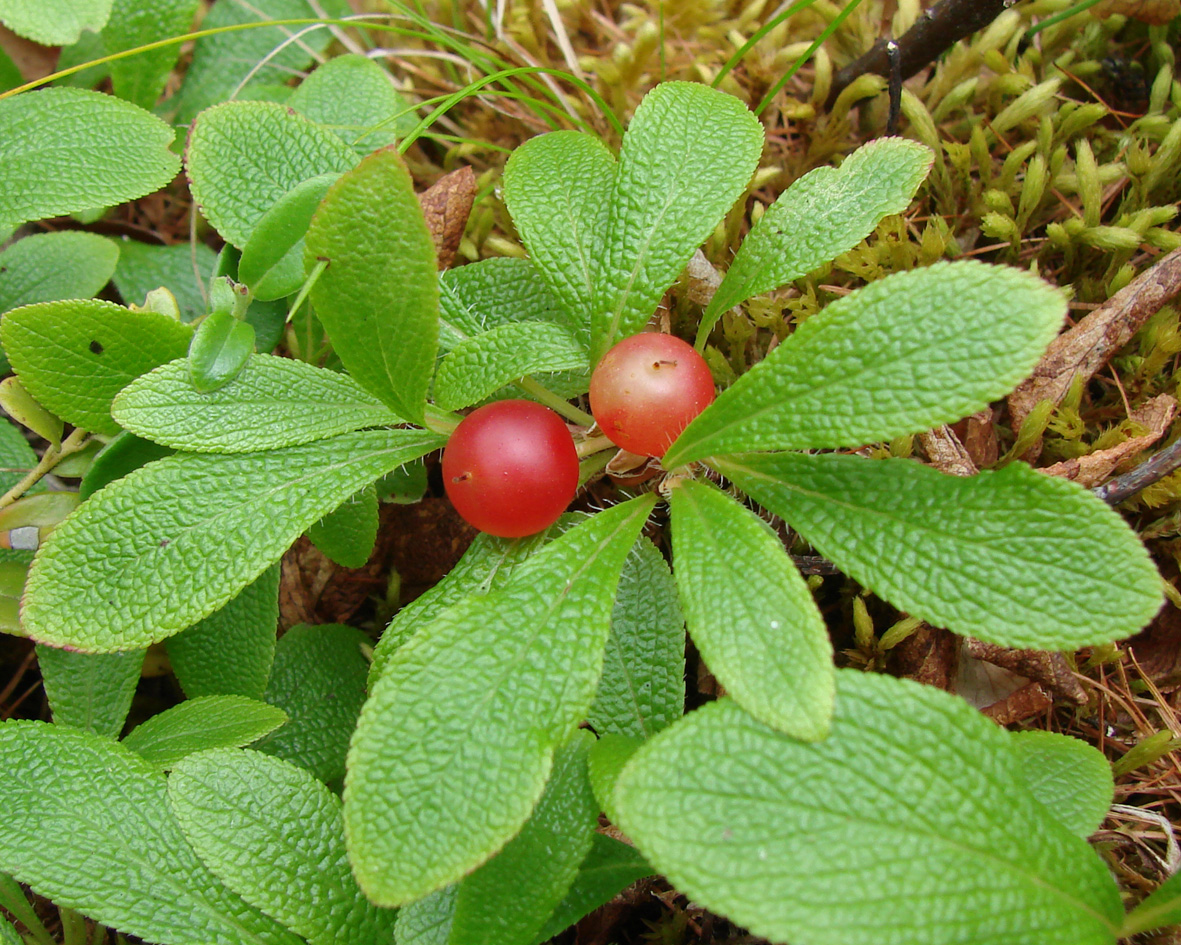 Image of Arctous erythrocarpa specimen.