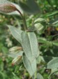 Image of taxon representative. Author is Владислав Григоренко