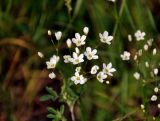 Eremogone micradenia