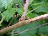 Rubus idaeus. Часть ветви. Украина, Ивано-Франковская обл., Болеховский горсовет, Поляницкий сельсовет, Поляницкий региональный ландшафтный парк, зарастающая просека. 20.05.2018.