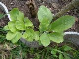 Digitalis purpurea