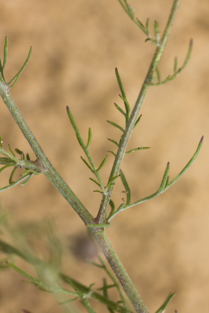 Image of Centaurea borysthenica specimen.