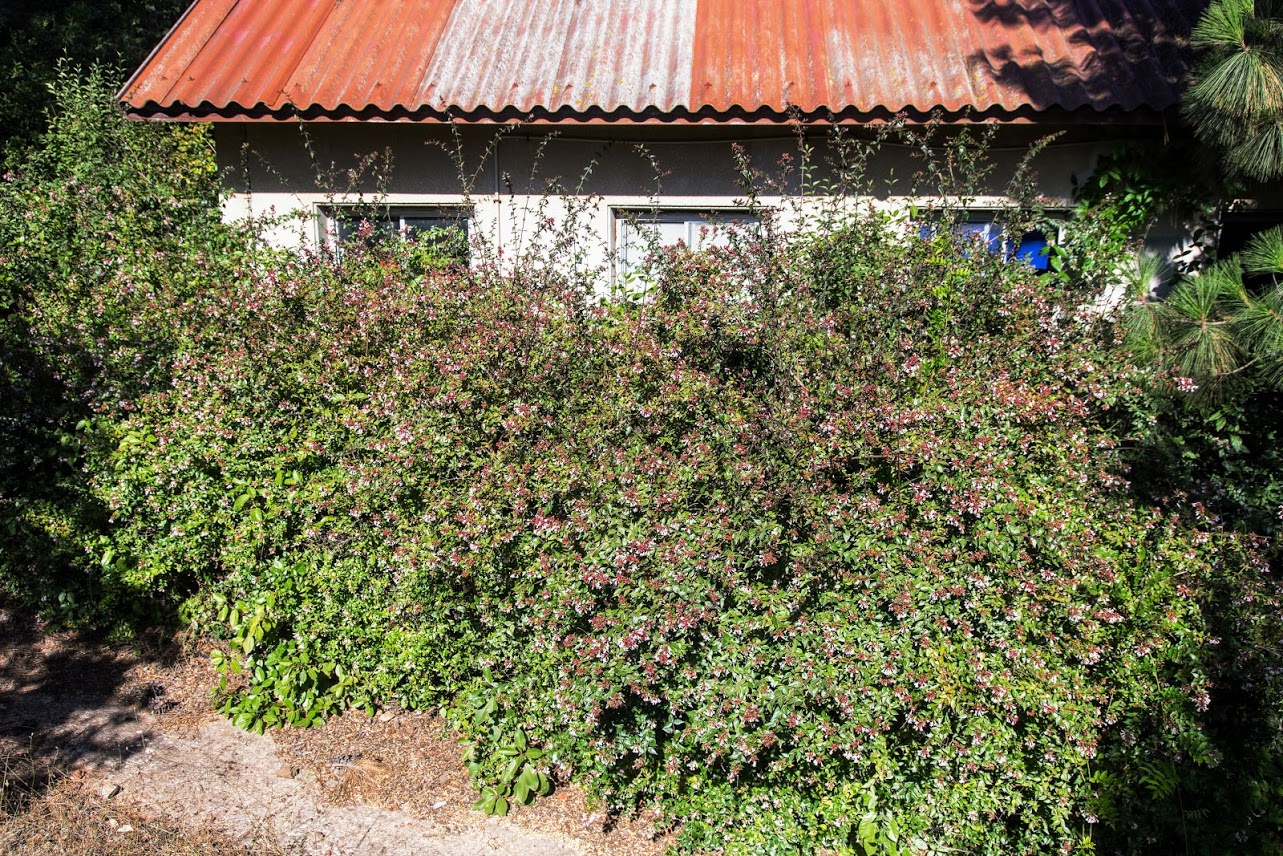 Image of Abelia &times; grandiflora specimen.