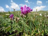 genus Oxytropis. Цветущее растение. Кыргызстан, Чуйская обл., Панфиловский р-н, вост. часть Таласского Алатау, пер. Алабель, 3175 м н.у.м., альпийская зона. 20 июля 2018 г.