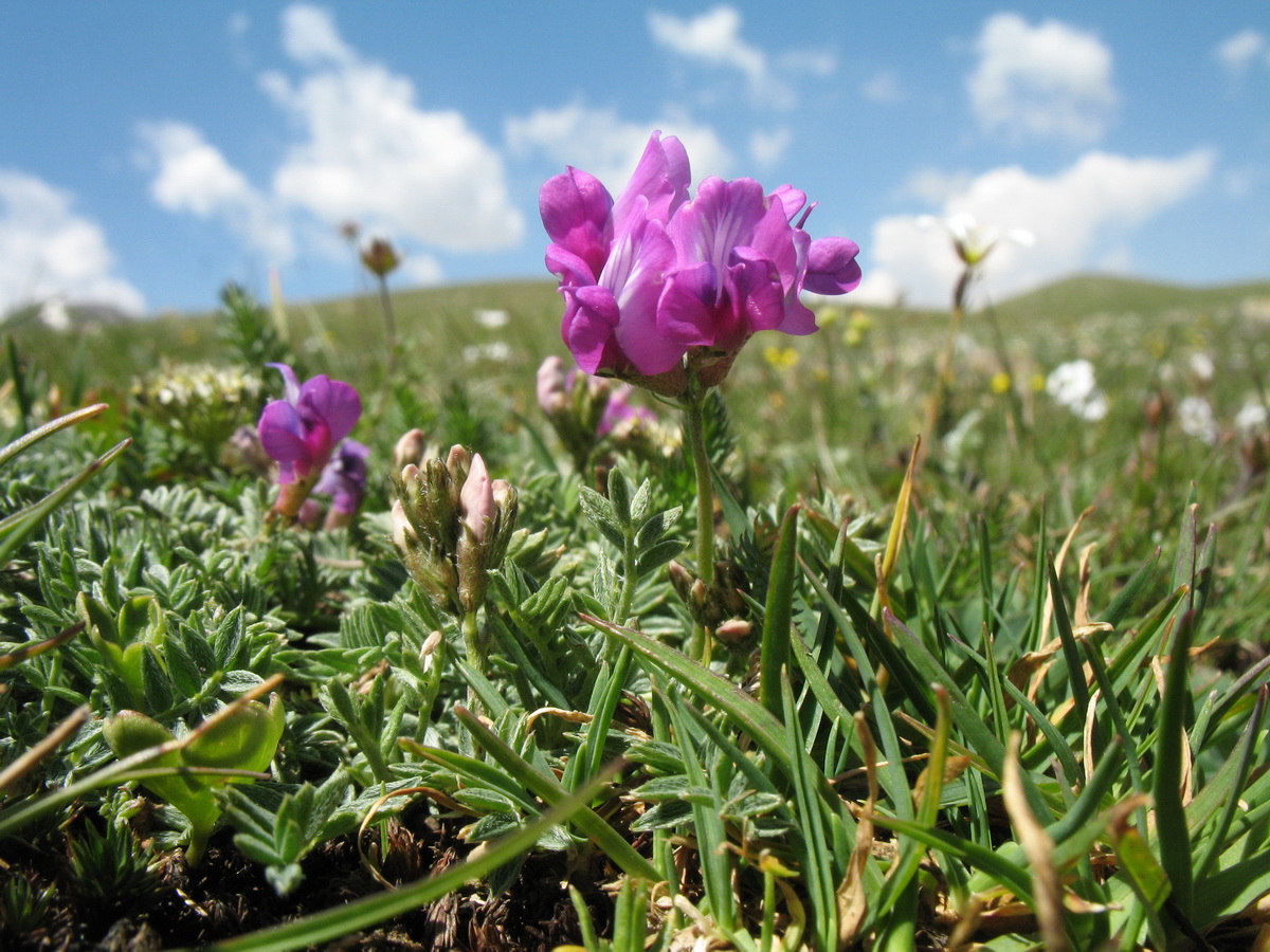 Изображение особи род Oxytropis.