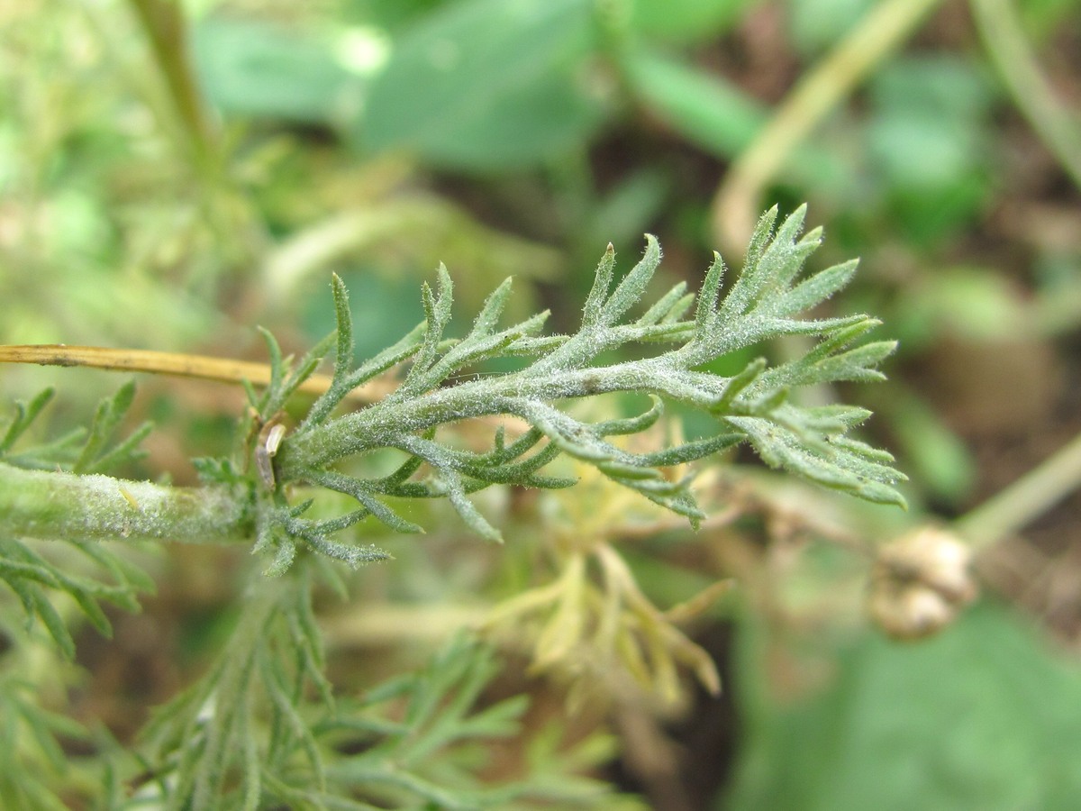 Image of Matricaria discoidea specimen.