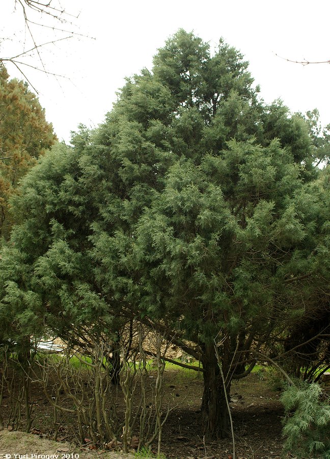 Image of familia Cupressaceae specimen.