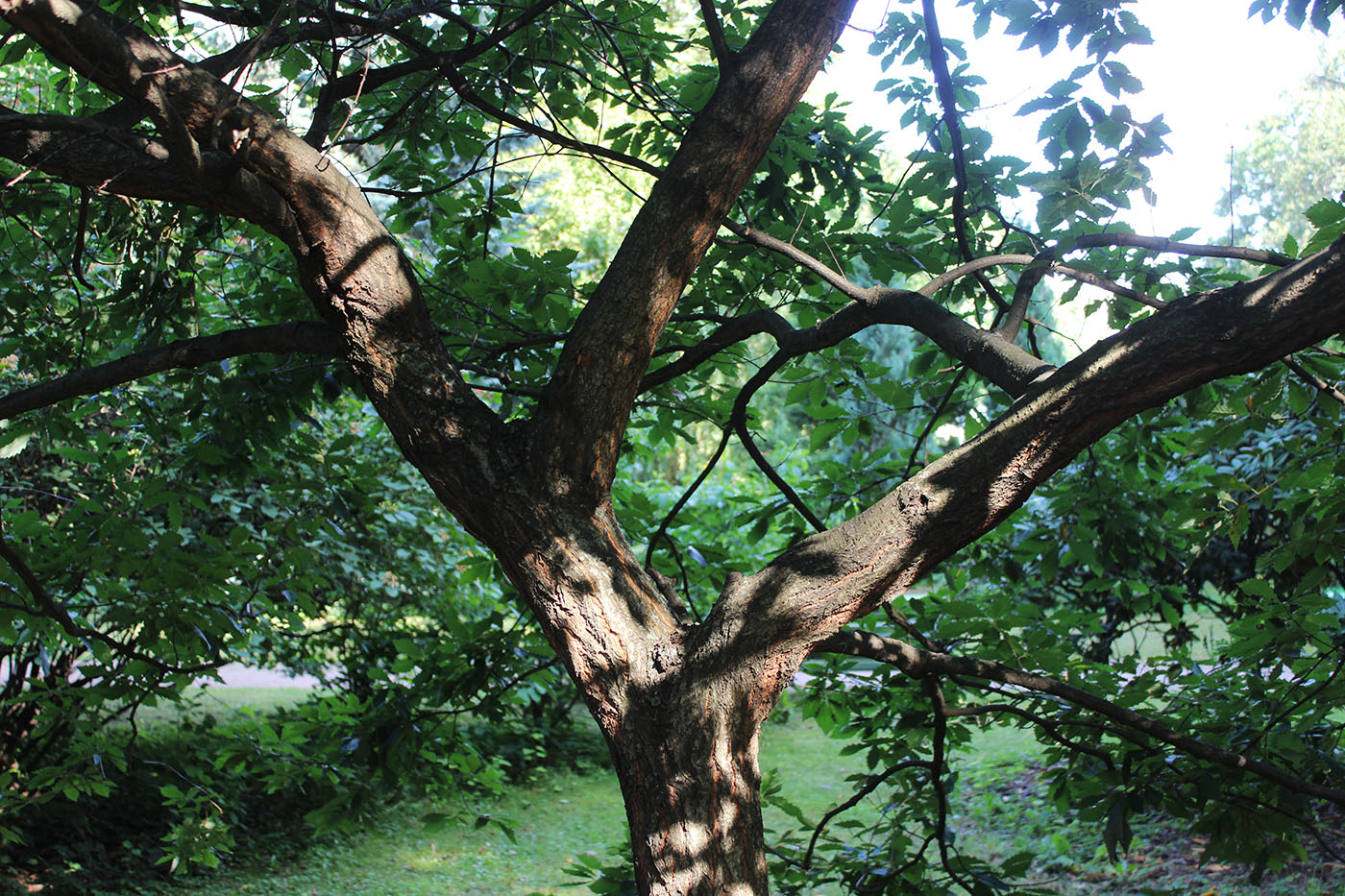 Изображение особи Quercus serrata.