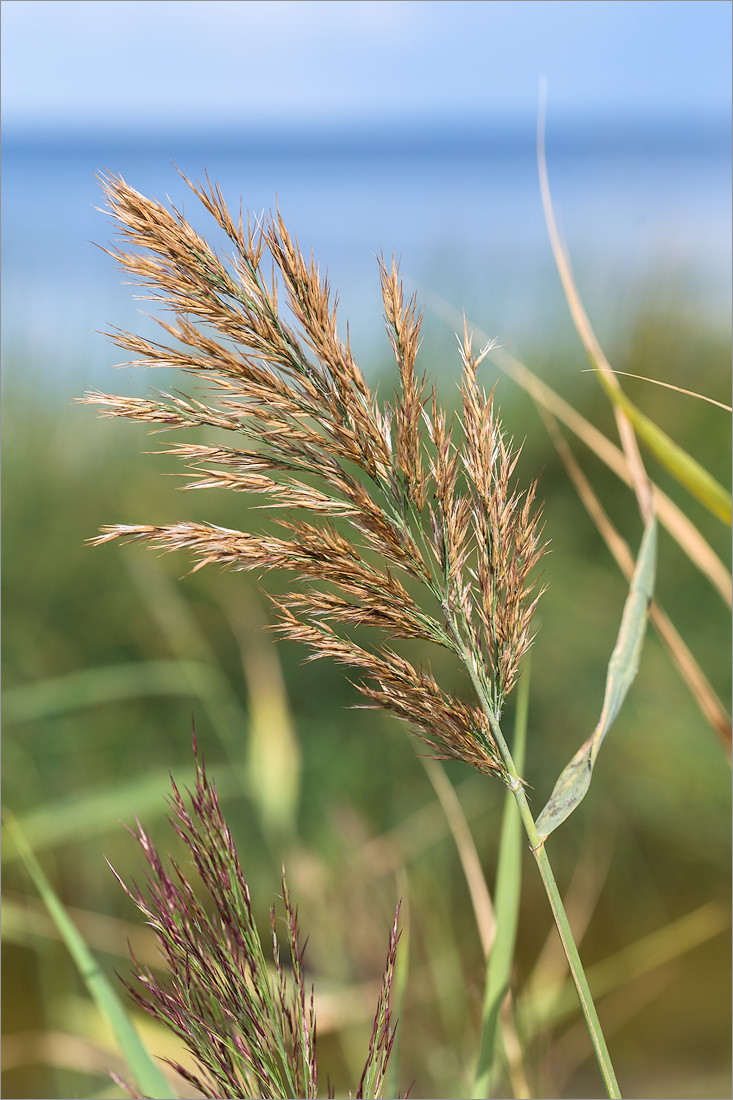 Изображение особи Phragmites australis.